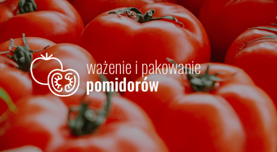 Ważenie i pakowanie pomidorów