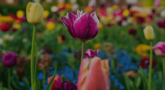 Holenderskie tulipany – w jakich rejonach szukać pracy przy roślinach?