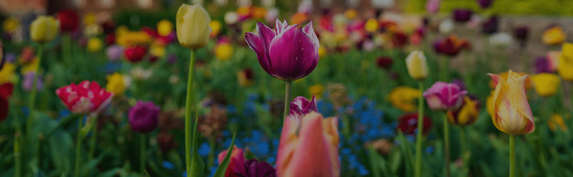 Holenderskie tulipany – w jakich rejonach szukać pracy przy roślinach?